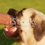 stock-photo-25764268-dog-bite